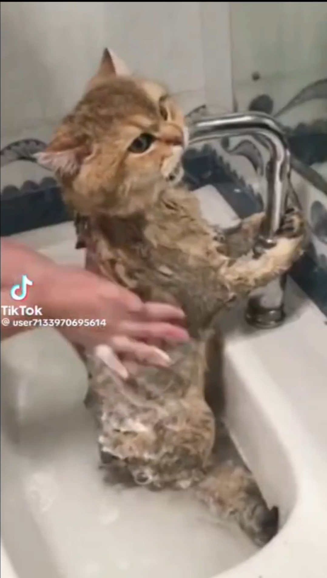 cat bath