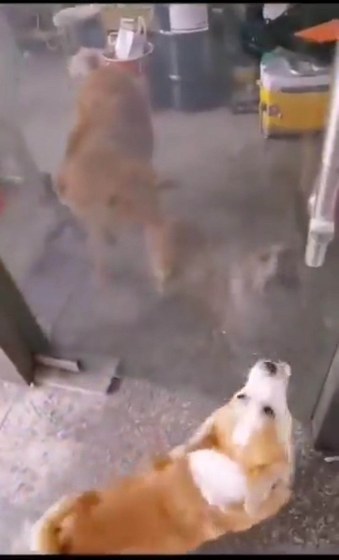 brave dog 😅