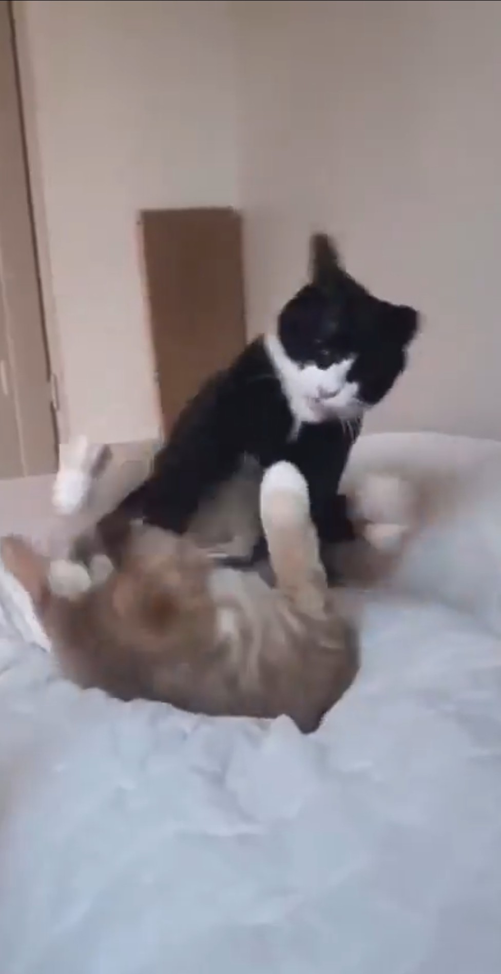 Cat wrestling 😁
