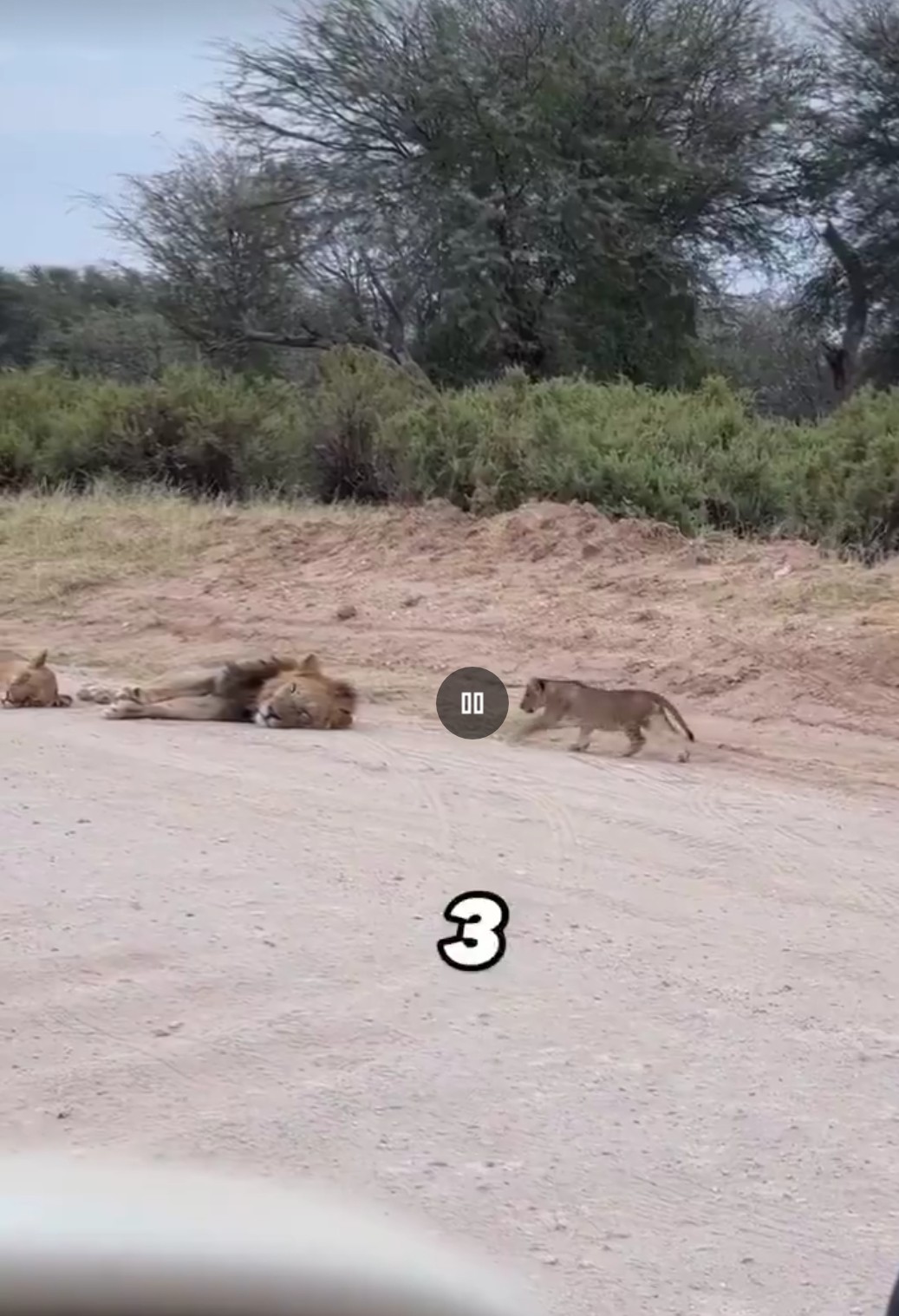 prank from the little lion