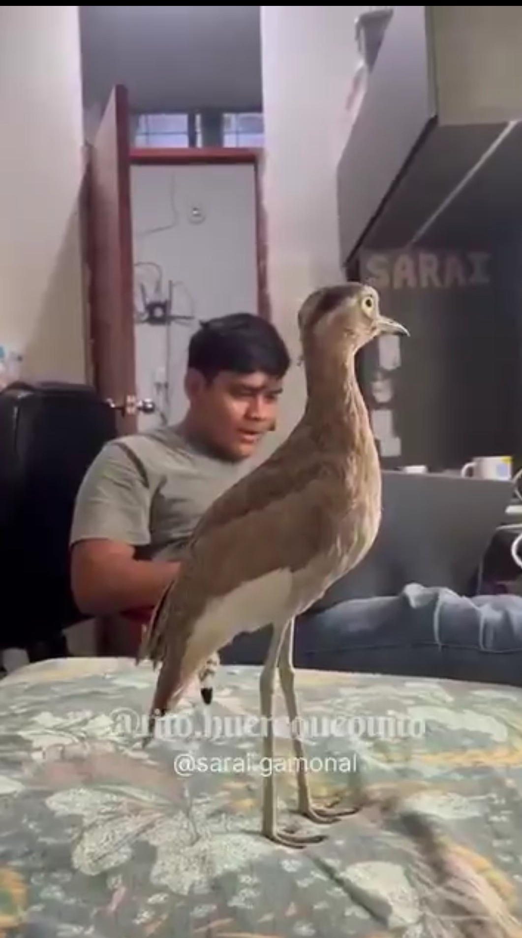 annoying bird
