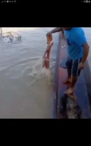 طريقة صيد السمك المتوحش البرازيل 🙄